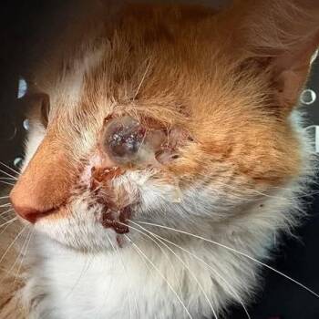 Maine Coon and Domestic Medium Hair Cats Available for Adoption in Fort Lauderdale, Florida - Boris | PetCurious