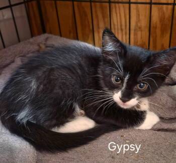 Gypsy        CM-3 -  Domestic Short Hair Cat for Adoption in Metamora, Illinois - Gypsy        CM-3 | PetCurious