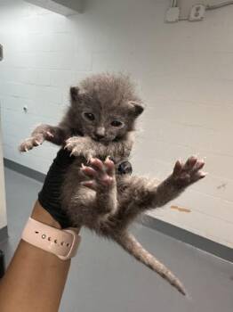 Domestic Short Hair Cats Available for Adoption in Daytona Beach, Florida - Mac | PetCurious