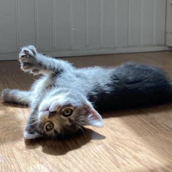 Pooh- FFld Petco Grey -  Domestic Short Hair Cat for Adoption in Westport, Connecticut - Pooh- FFld Petco Grey | PetCurious
