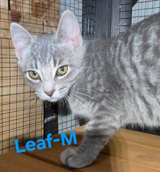 Leaf -  Domestic Short Hair Cat for Adoption in Cloquet, Minnesota - Leaf | PetCurious