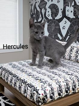 Hercules -  Domestic Short Hair Cat for Adoption in Jim Thorpe, Pennsylvania - Hercules | PetCurious