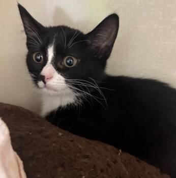 Melanie -  Domestic Short Hair Cat for Adoption in Winnipeg, Manitoba - Melanie | PetCurious