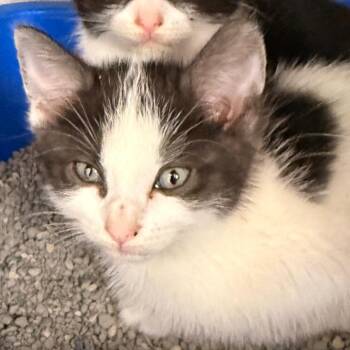 Domestic Short Hair Cats Available for Adoption in Evansville, Indiana - Zara | PetCurious