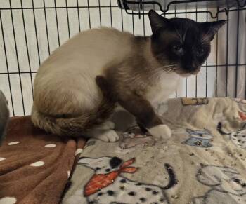 Prince -  Siamese Cat for Adoption in Dickson, Tennessee - Prince | PetCurious