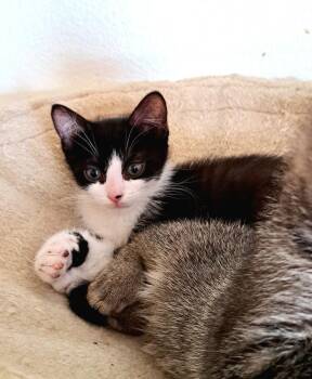 Domestic Short Hair Cats Available for Adoption in Lansing, Michigan - Sheldon (26-056 C) | PetCurious