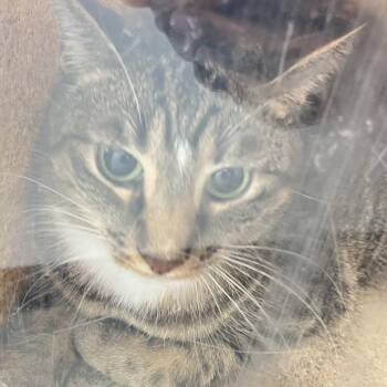 Edward -  Domestic Short Hair Cat for Adoption in Philadelphia, Pennsylvania - Edward | PetCurious