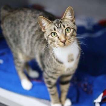 Oscar -  Domestic Short Hair Cat for Adoption in Atlanta, Georgia - Oscar | PetCurious