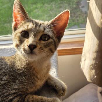 Domestic Short Hair Cats Available for Adoption in Baltimore, Maryland - Tinker | PetCurious