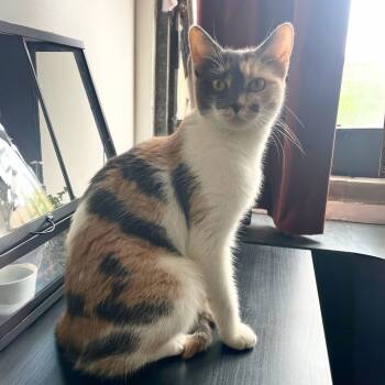 Rescue Domestic Short Hair Cats for Adoption - Sophie Steward | PetCurious