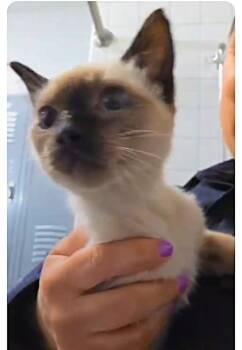 Rescue Siamese Cats for Adoption in New Braunfels, Texas - Nova | PetCurious