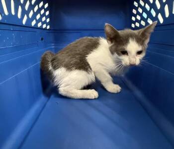 Michelada -  Domestic Short Hair Cat for Adoption - Michelada | PetCurious