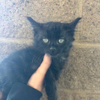 Midnight -  Oriental Long Hair Cat for Adoption in Fresno, California - Midnight | PetCurious