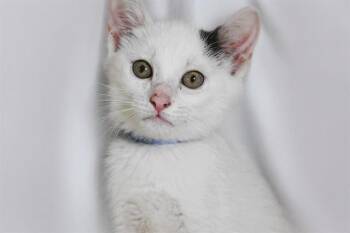 Domestic Short Hair Cats Available for Adoption in Fort Lauderdale, Florida - PLUTO | PetCurious