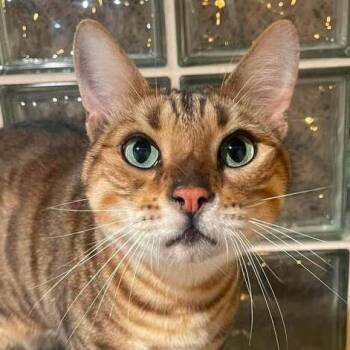 Morpheus -  Exotic Shorthair Cat for Adoption in Chicago, Illinois - Morpheus | PetCurious