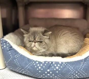 Exotic Shorthair Cats Available for Adoption - Bella | PetCurious