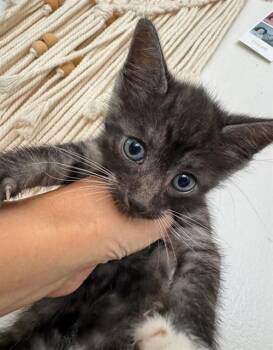 SET -  Domestic Short Hair Cat for Adoption in Chula Vista, California - SET | PetCurious