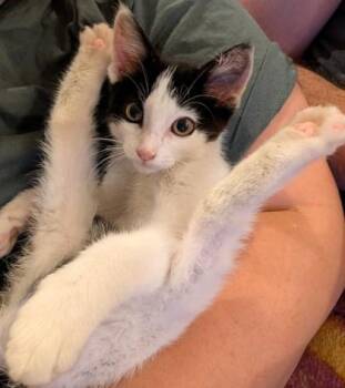 Meowzda CX-5 -  Domestic Medium Hair and Domestic Short Hair Cat for Adoption in Pleasanton, California - Meowzda CX-5 | PetCurious