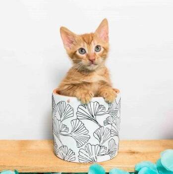 Rescue Domestic Short Hair Cats for Adoption in Jefferson, Louisiana - Franklin - Pre Adopt | PetCurious