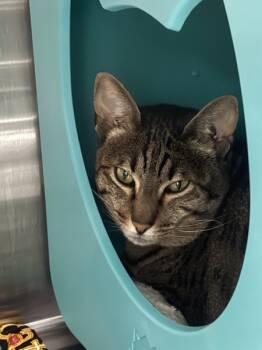 Rescue Domestic Short Hair and Tiger Cats for Adoption in Sherwood, Oregon - Africa | PetCurious