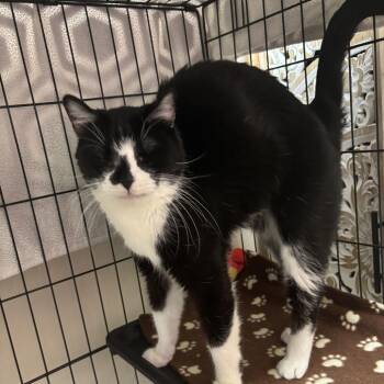Buddy -  Domestic Short Hair Cat for Adoption in Tempe, Arizona - Buddy | PetCurious