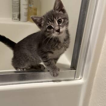 Hermione -  Tabby Cat for Adoption in San Juan Capistrano, California - Hermione | PetCurious
