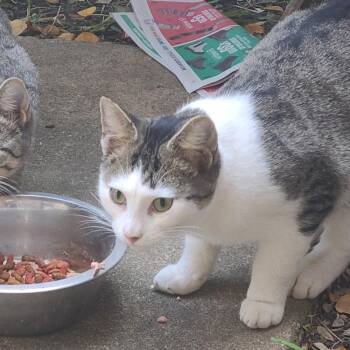 Rescue Domestic Short Hair Cats for Adoption in Carrollton, Texas - Steven Tyler | PetCurious