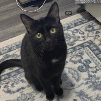 Salem -  Domestic Short Hair and Mixed Breed Cat for Adoption in Indianapolis, Indiana - Salem | PetCurious