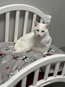 Domestic Short Hair Cats Available for Adoption - Timarye | PetCurious