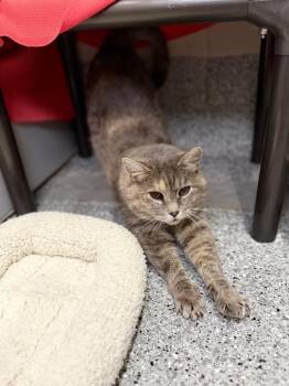 Susan -  Domestic Short Hair Cat for Adoption in Fruit Heights, Utah - Susan | PetCurious