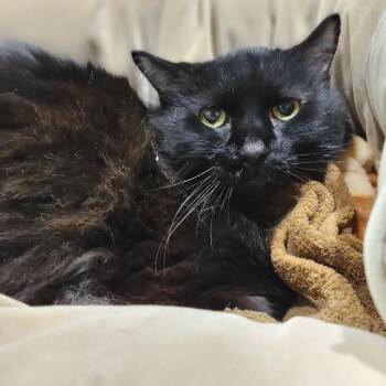 Domestic Long Hair Cats Available for Adoption in Sarasota, Florida - Mork | PetCurious