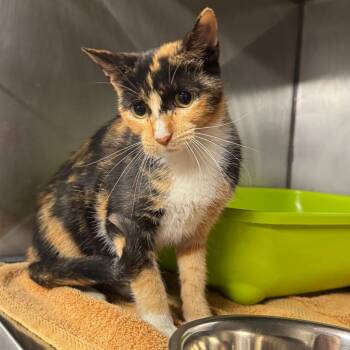 Fran -  Domestic Short Hair Cat for Adoption in Edwardsville, Illinois - Fran | PetCurious