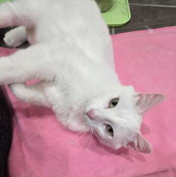 Snowball -  Domestic Short Hair Cat Available for Adoption in Taycheedah, Wisconsin - Snowball | PetCurious