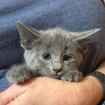 Meowllory -  Domestic Short Hair Cat for Adoption in Midland, Texas - Meowllory | PetCurious