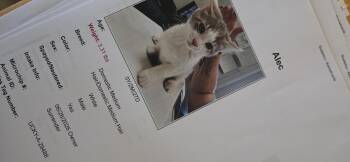 Alec -  Domestic Short Hair Cat for Adoption in Evansville, Indiana - Alec | PetCurious
