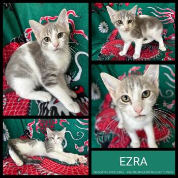 Ezra -  Domestic Short Hair Cat for Adoption in Corpus Christi, Texas - Ezra | PetCurious