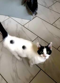 Ariel -  Domestic Short Hair Cat for Adoption in Columbia, South Carolina - Ariel | PetCurious