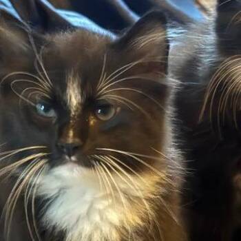 Grumpy -  Domestic Medium Hair and Domestic Short Hair Cat for Adoption in Lynchburg, Virginia - Grumpy | PetCurious