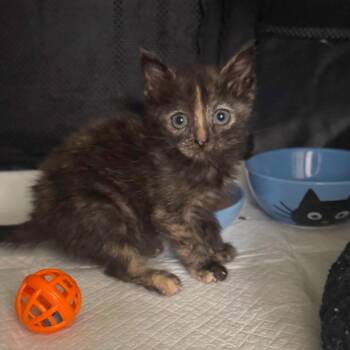 Nyx -  Domestic Short Hair Cat for Adoption in Los Angeles, California - Nyx | PetCurious