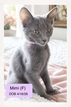 Mimi -  Domestic Short Hair Cat for Adoption in Vacaville, California - Mimi | PetCurious