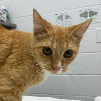 Butterscotch -  Domestic Short Hair Cat for Adoption in Corpus Christi, Texas - Butterscotch | PetCurious