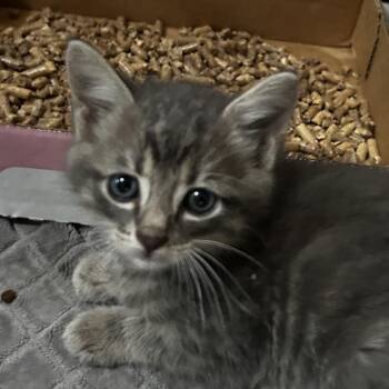 Yarrick -  Domestic Short Hair Cat for Adoption in Leander, Texas - Yarrick | PetCurious
