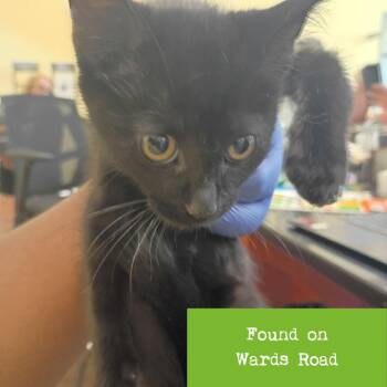 Polaris -  Domestic Short Hair Cat for Adoption in Lynchburg, Virginia - Polaris | PetCurious