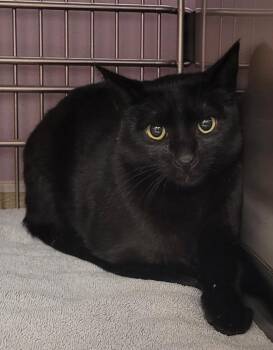 Kanto -  Domestic Short Hair Cat for Adoption in Vancouver, Washington - Kanto | PetCurious