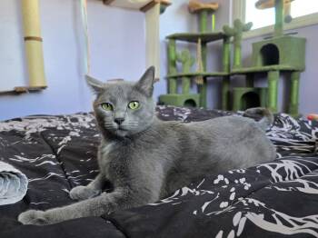 Love -  Domestic Short Hair Cat for Adoption in Lafayette, Colorado - Love | PetCurious