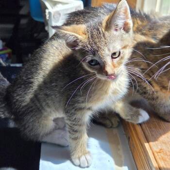 Caramel -  Domestic Short Hair Cat for Adoption in Chaska, Minnesota - Caramel | PetCurious