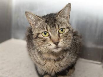 Domestic Short Hair Cats Available for Adoption in Phoenix, Arizona - SKITTLES | PetCurious