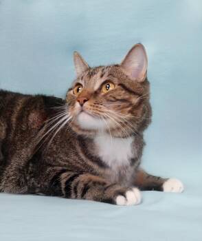 Domestic Short Hair Cats Available for Adoption in Pasadena, California - CHUNKS | PetCurious