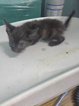 Sinao -  Domestic Short Hair Cat for Adoption in Trenton, New Jersey - Sinao | PetCurious