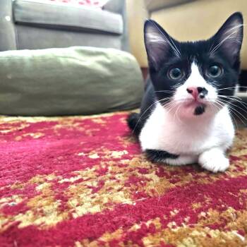 Allie Cat Morgan -  Tuxedo and Domestic Short Hair Cat for Adoption in Corpus Christi, Texas - Allie Cat Morgan | PetCurious